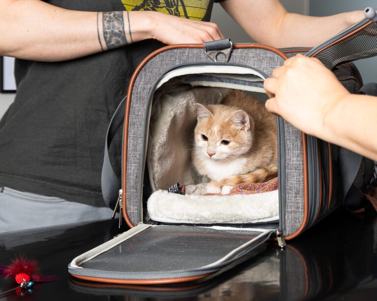 Kissan kuljettaminen klinikalle