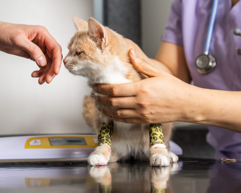 Kissojen alavirtsatiesairaudet