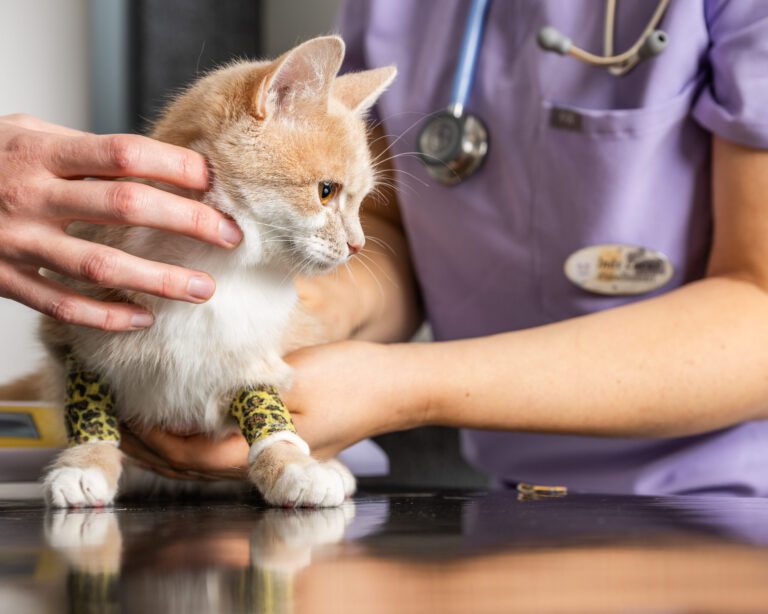 Kissojen varhaisleikkauksista