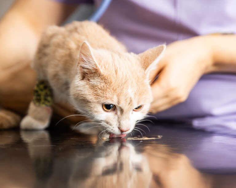 Kissan suun sairauksen erityispiirteitä