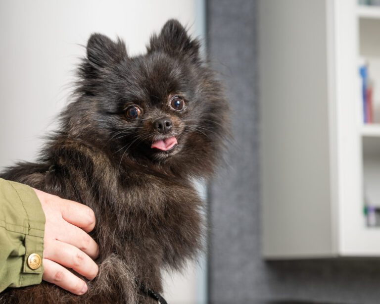 Miten lievittää lemmikin äänipelkoa?