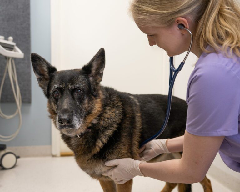 Nivelrikko – yleinen vaiva vanhenevilla lemmikeillä