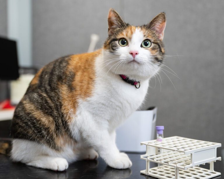 Kissan kastraatio ja sterilisaatio