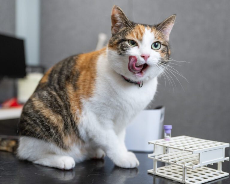 Kissojen ja koirien suolistovaivat