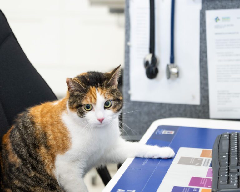 Kissan terveystarkastus ilman verikokeita