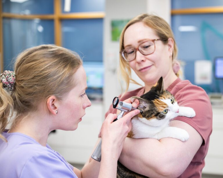 Kissan laaja terveystarkastus