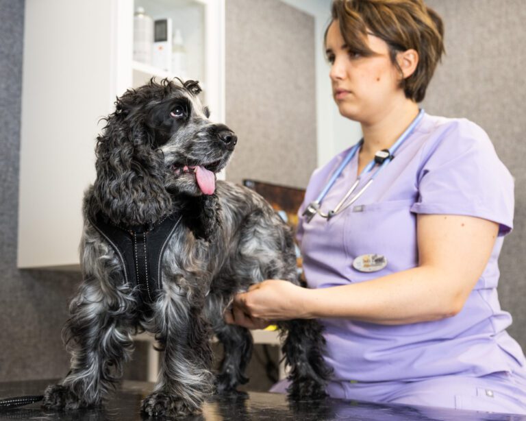 Koiran laaja terveystarkastus