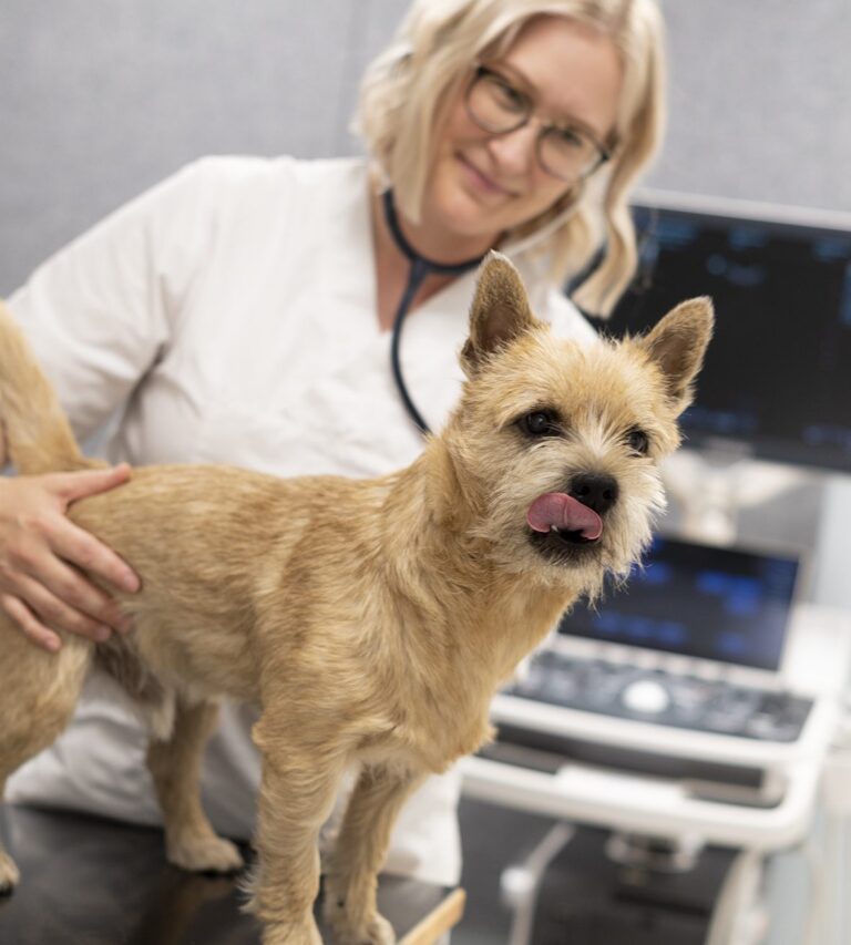 Maksashuntti eli portosysteeminen shuntti