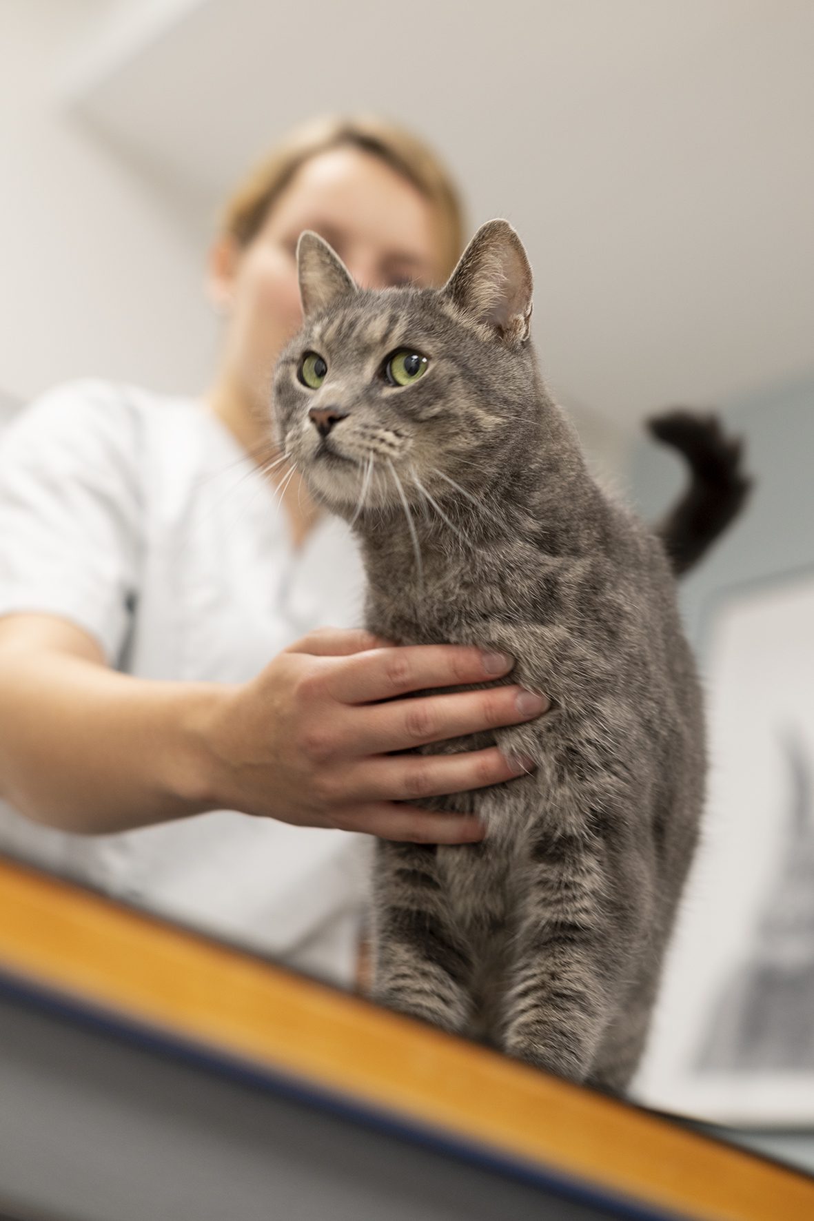 Kissan ruoka-aineallergia