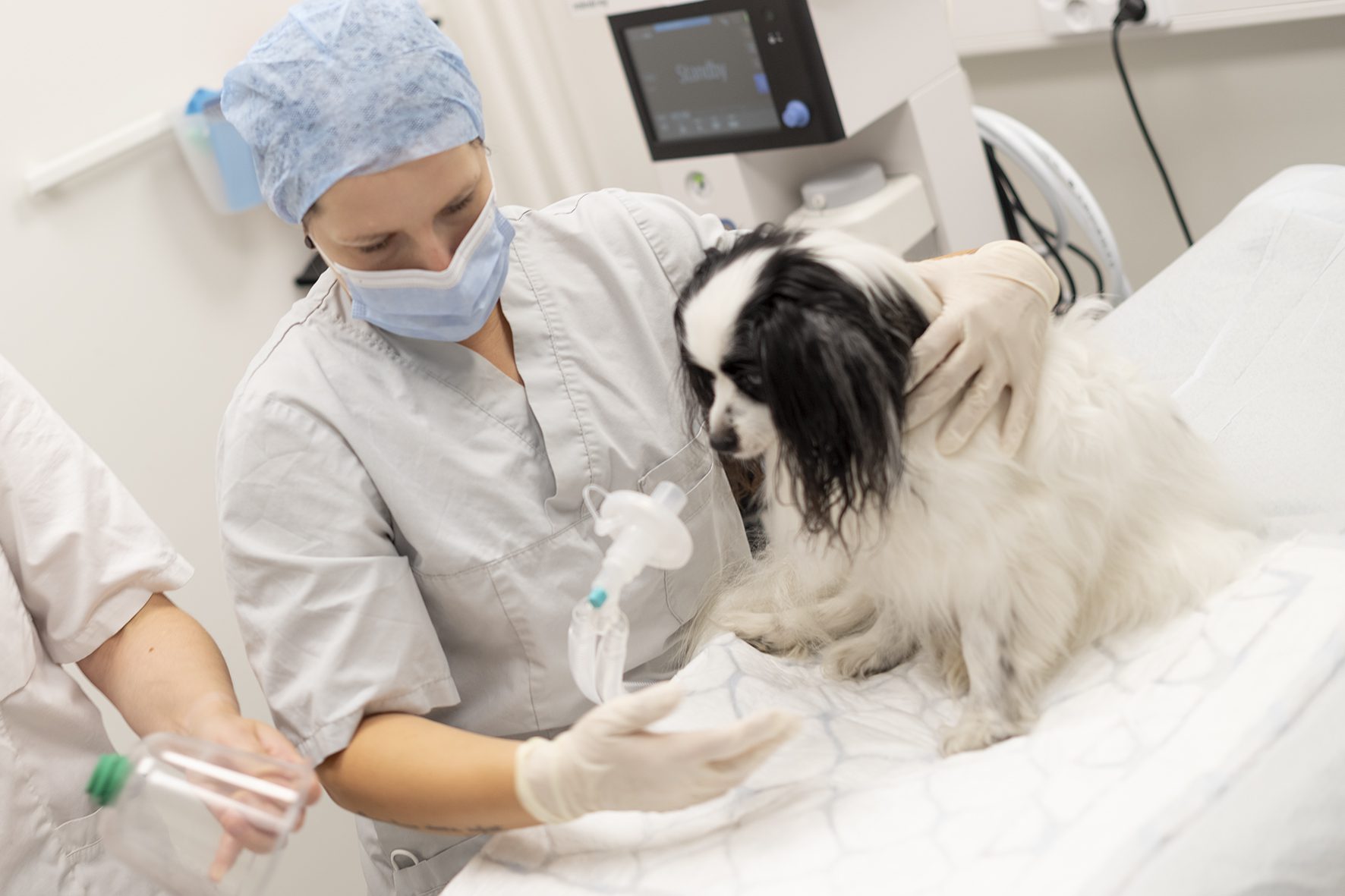 Miten koiran kastrointi vaikuttaa käyttäytymiseen?