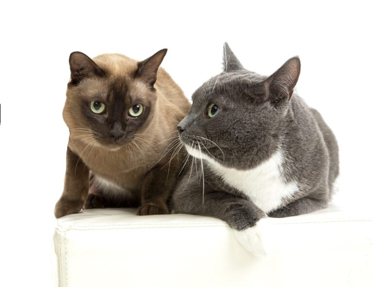 Miksi kissan vuosittainen hammashoito on tärkeää?