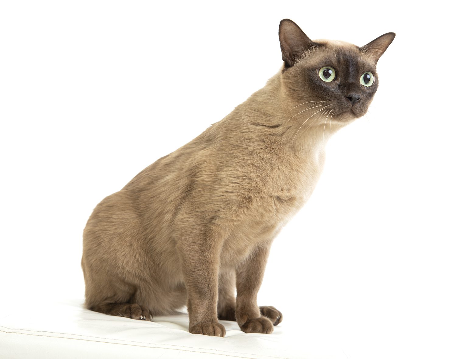 Miten kissan ihottumaa voi hoitaa kotona ensiavuksi?