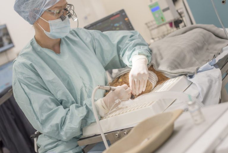 Miten se sitten pärjää ilman hampaita?