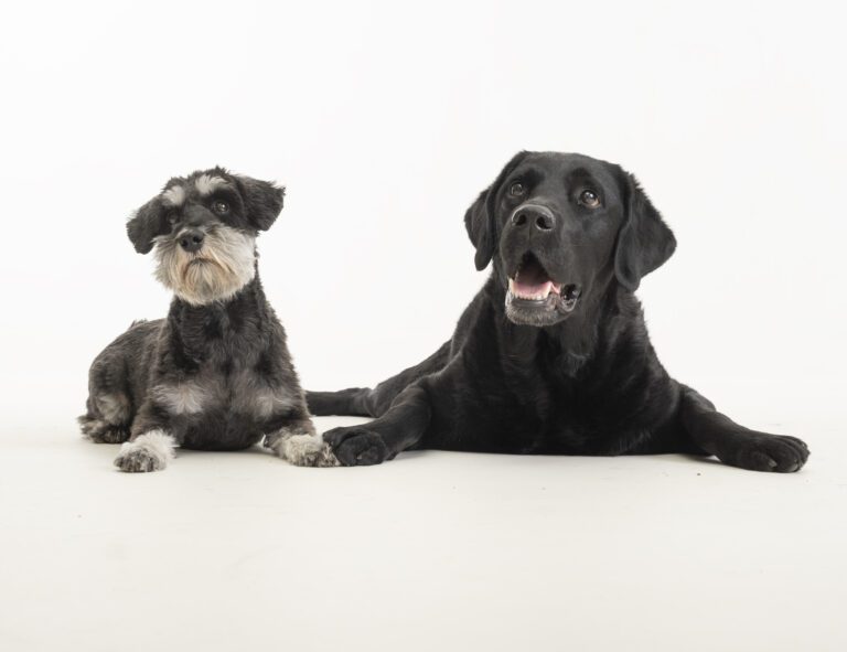 Anaalirauhasvaivat ovat yleisiä koirilla