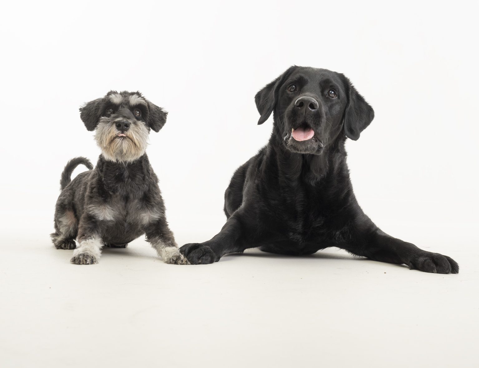 Koiran perustarpeet ja hyvinvointi     (+ kevään 2024 suuri arvonta!)