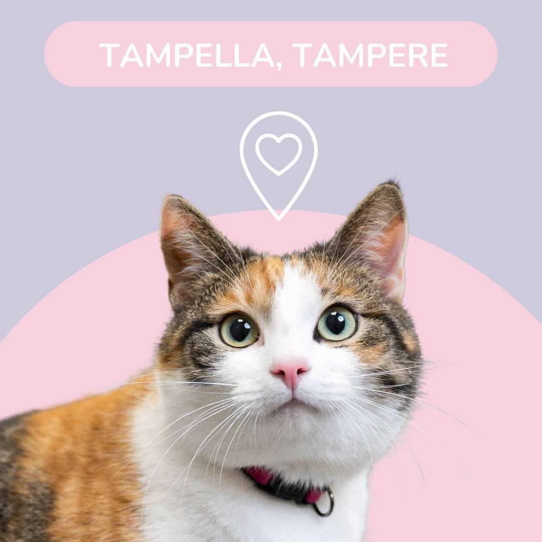 Felis Kissaklinikka – vain kissoille tarkoitettu uusi klinikka!