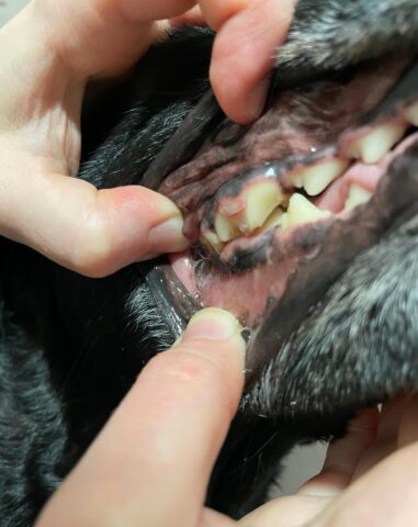 Murtunut koiran ylä-P4 hammas.