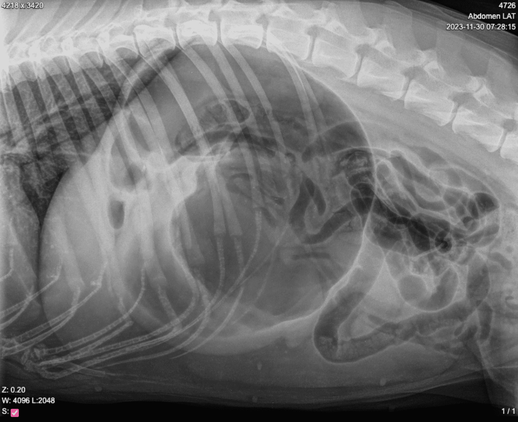 Miten tunnistan koiran mahalaukun kiertymän oireet?