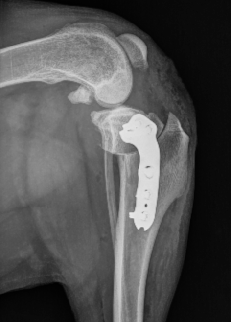 TPLO post-op röntgenkuva