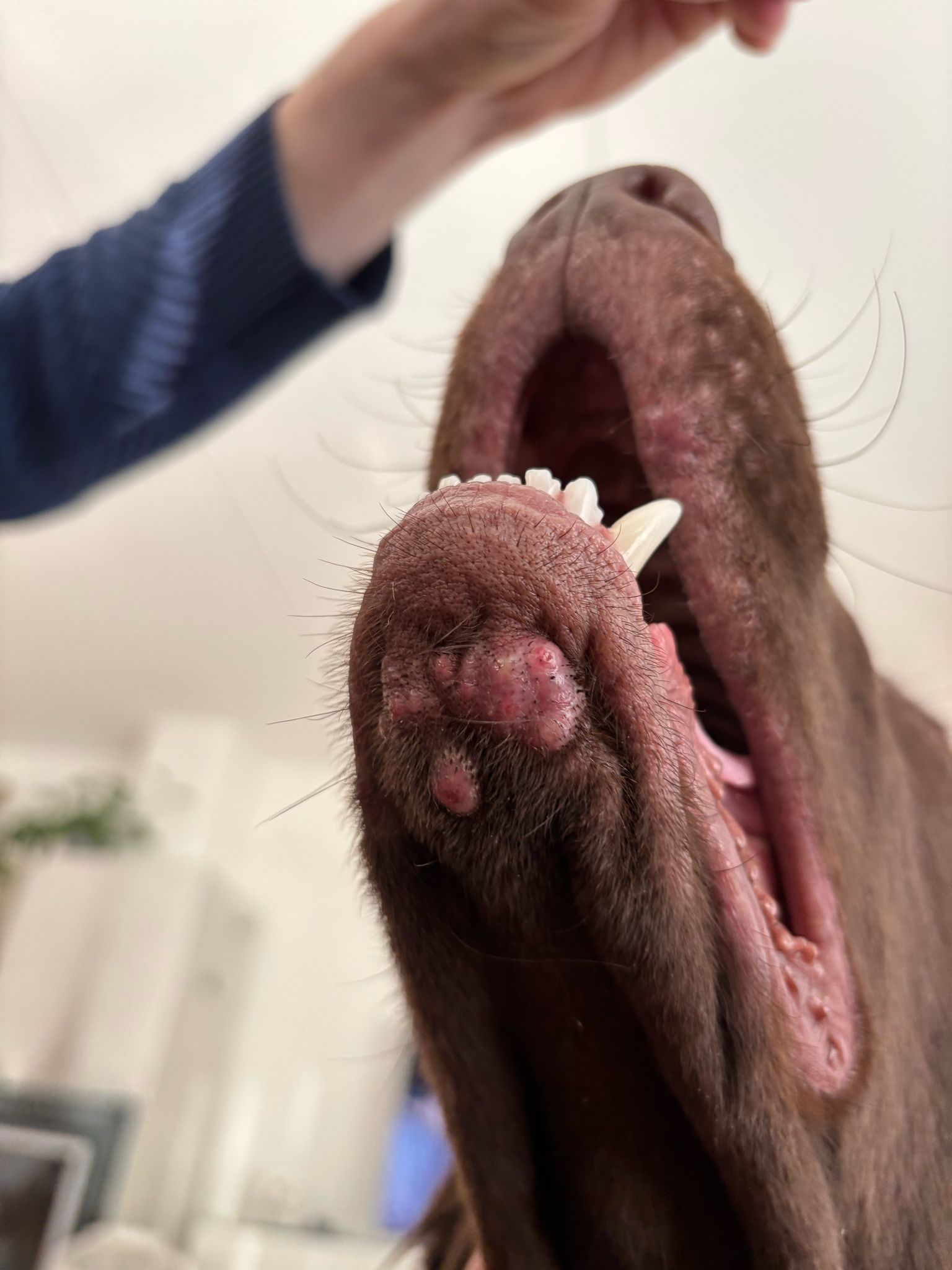 Sienien aiheuttamat ihotulehdukset