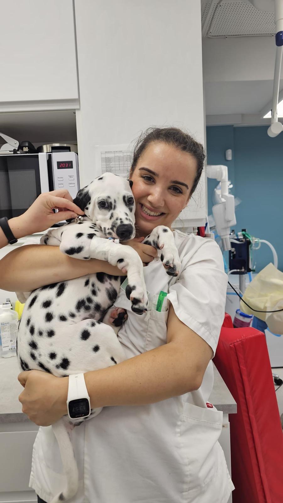 Koiranpennun totuttaminen hoitotoimenpiteisiin