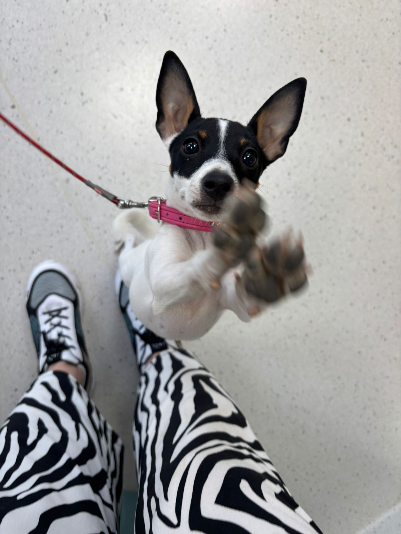 Vastuullinen koiranpennun hankinta