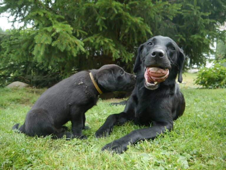 Koiran tiineys ja synnytys