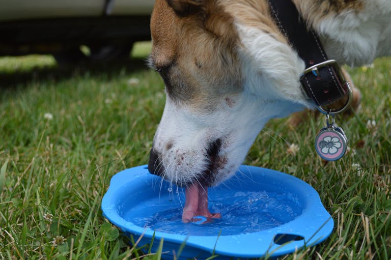 A dog quenches its thirst from a blue bowl in a grassy outdoor setting.