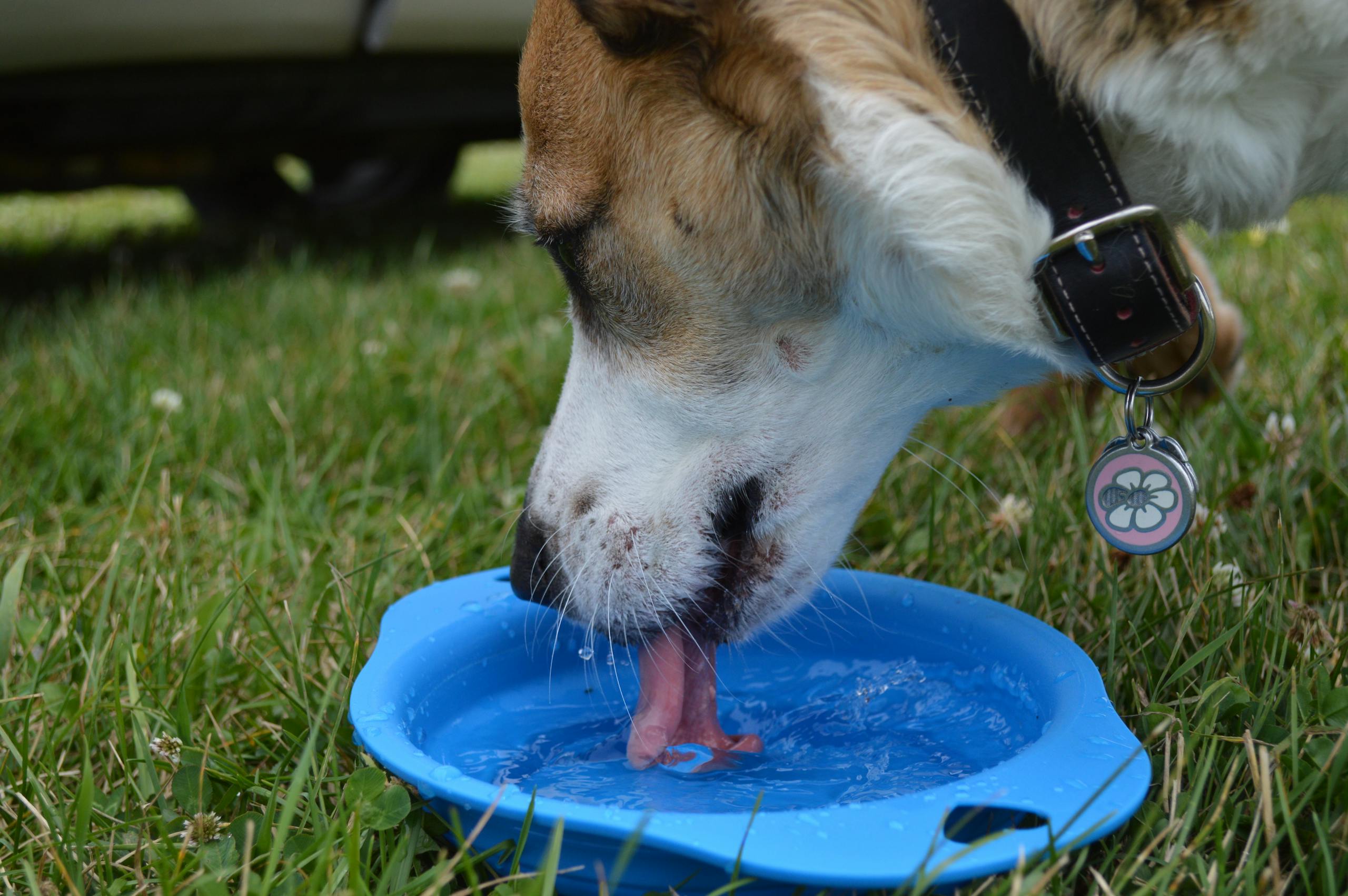 A dog quenches its thirst from a blue bowl in a grassy outdoor setting.