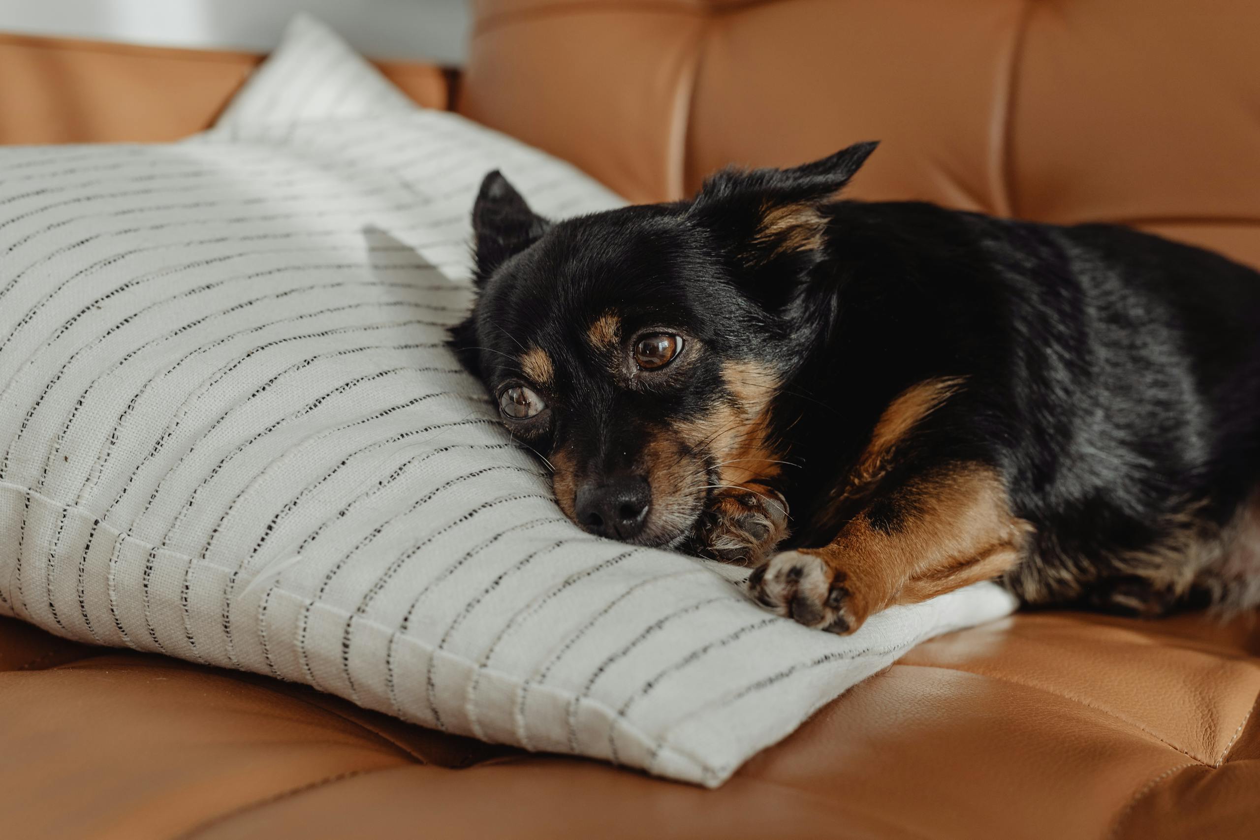 Adorable dog lounging on a striped pillow on a beige leather sofa indoors, depicting relaxation.