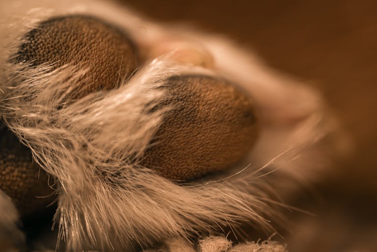 Detailed macro shot of a cat's paw showcasing soft fur and texture for cozy feel.