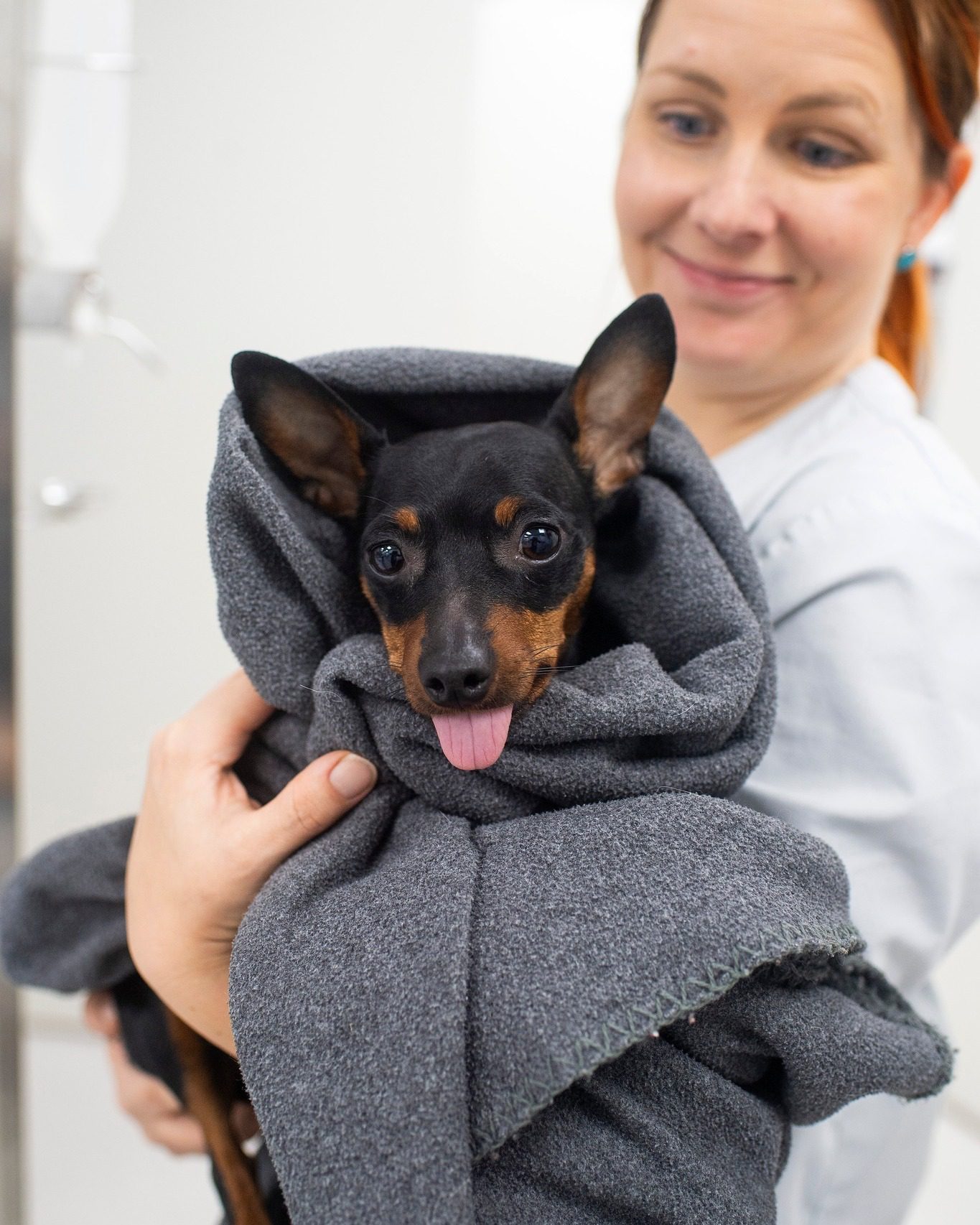 Lemmikin toipuminen leikkauksen jälkeen