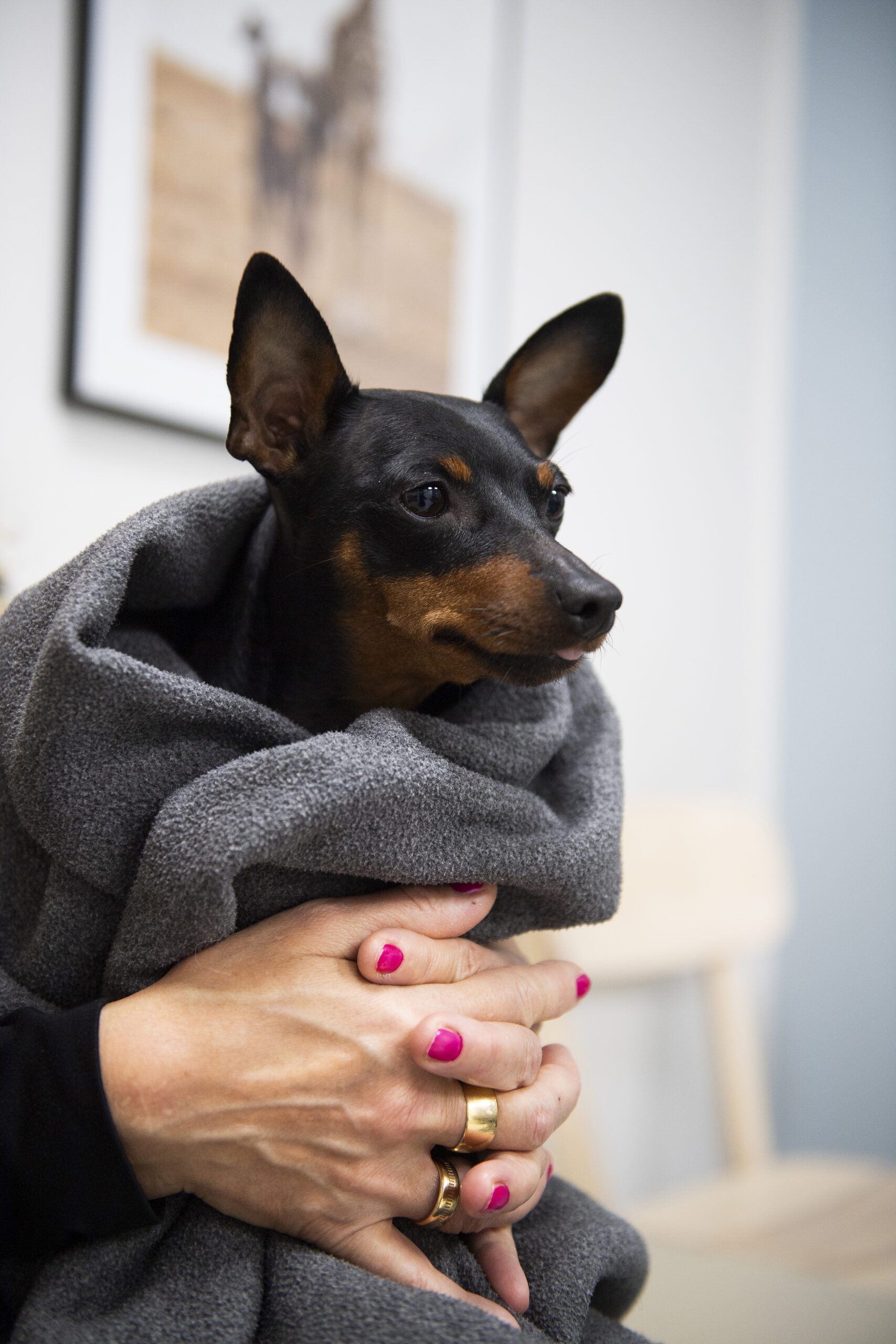 Haimatulehdus koiralla