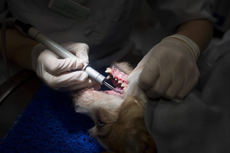 Hammastapaturmien hoito koiralla