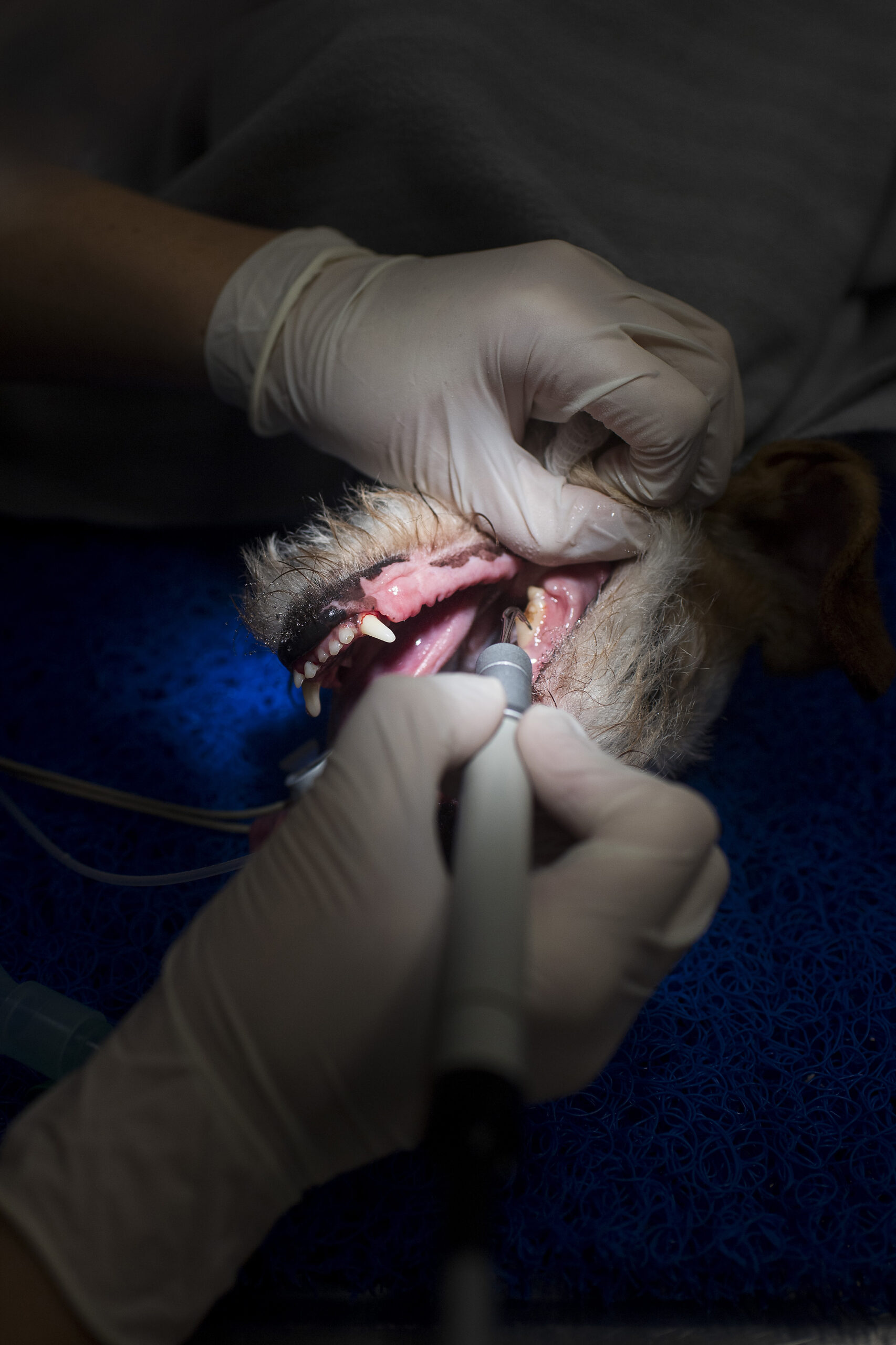 Hammashoitoon valmistautuminen ja jälkihoito