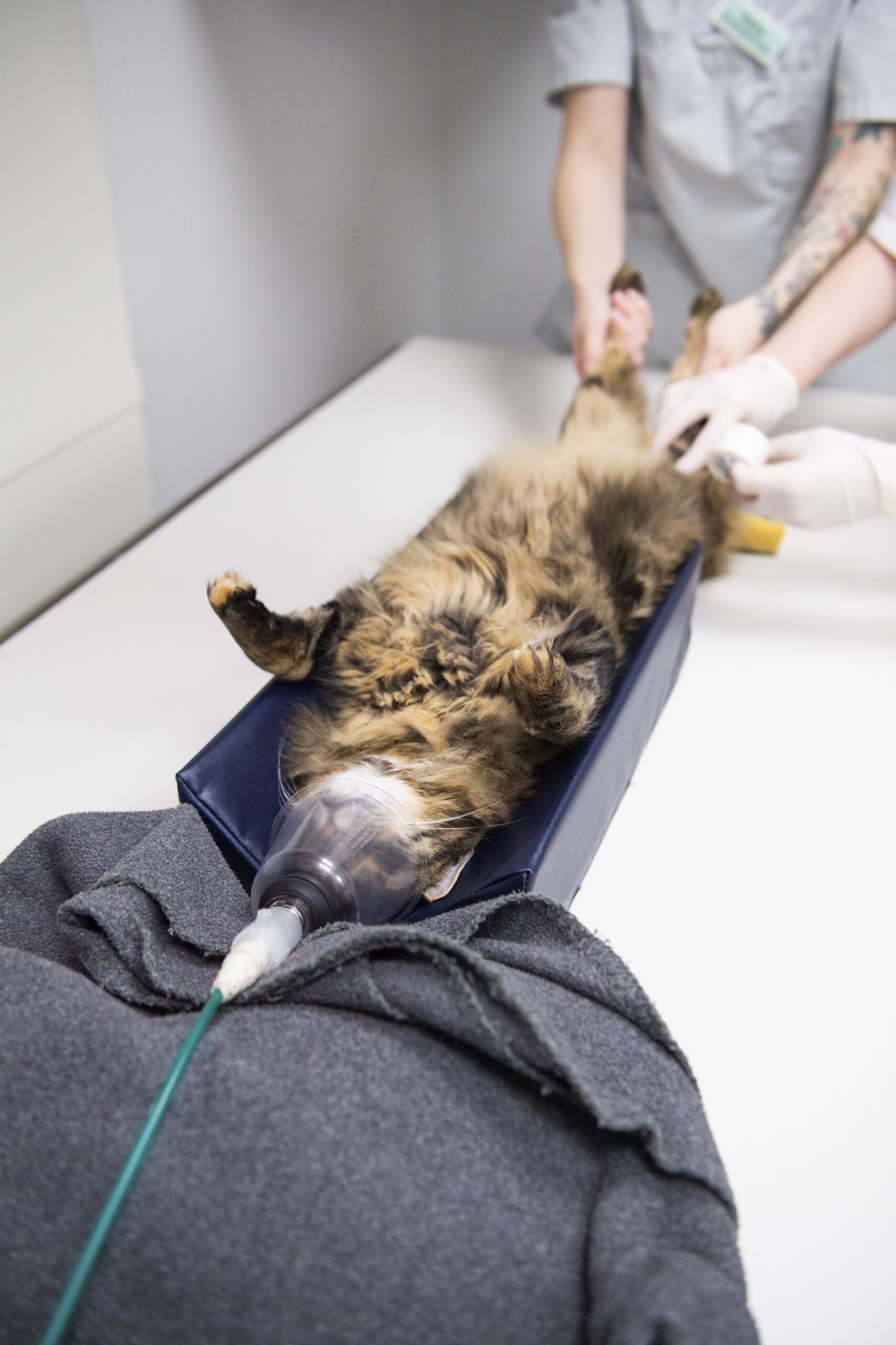 Miksi kissani ontuu?