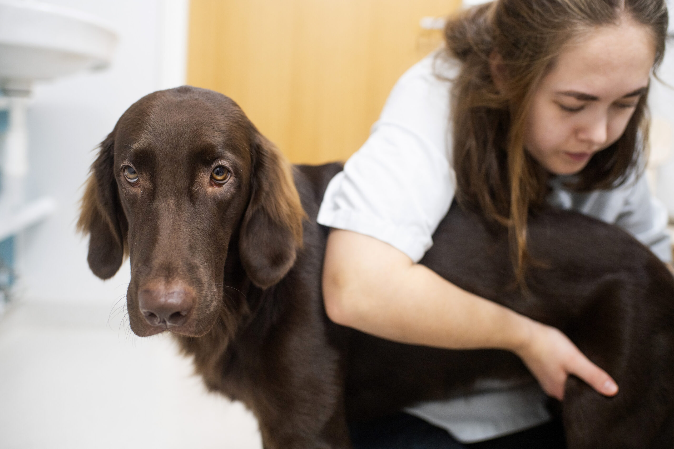 Yleisimmät tuki- ja liikuntaelinvaivat koirilla ja kissoilla