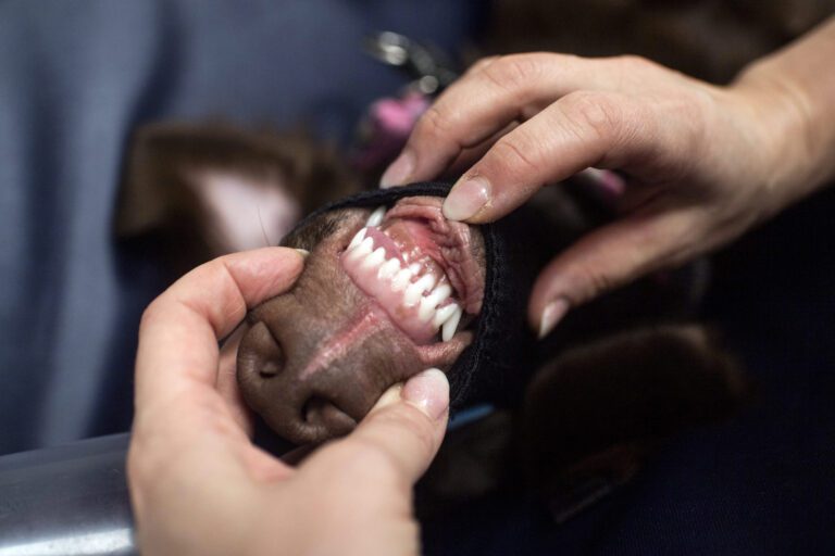 Koiran ientulehdus ja parodontiitti